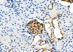 CD80 Antibody in Immunohistochemistry (Paraffin) (IHC (P))