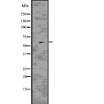 CD80 Antibody in Western Blot (WB)