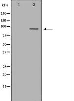 Cdc5L Polyclonal Antibody