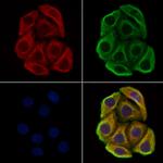 Cdk3 Polyclonal Antibody