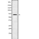 CDYL Antibody in Western Blot (WB)