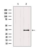 CEACAM19 Antibody in Western Blot (WB)