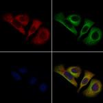 CELSR2 Polyclonal Antibody