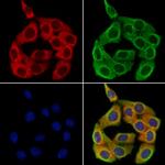 CHL1 Polyclonal Antibody