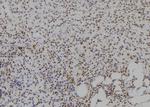 CIDEA Antibody in Immunohistochemistry (Paraffin) (IHC (P))