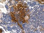 CLCA3P Antibody in Immunohistochemistry (Paraffin) (IHC (P))