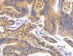 CLCA3P Antibody in Immunohistochemistry (Paraffin) (IHC (P))