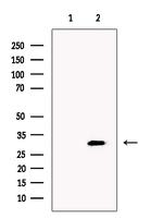 CLCA3P Antibody in Western Blot (WB)