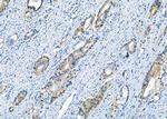 CLPP Antibody in Immunohistochemistry (Paraffin) (IHC (P))