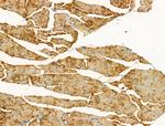 CNGA2 Antibody in Immunohistochemistry (Paraffin) (IHC (P))