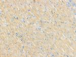 CNGA2 Antibody in Immunohistochemistry (Paraffin) (IHC (P))