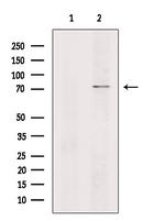 CNGA2 Antibody in Western Blot (WB)
