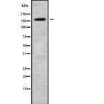 CNTNAP1 Polyclonal Antibody