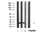 Cofilin 1/2 Polyclonal Antibody