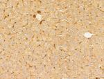 CERT Antibody in Immunohistochemistry (Paraffin) (IHC (P))