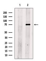 CERT Antibody in Western Blot (WB)