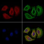 COL6A3 Antibody in Immunocytochemistry (ICC/IF)