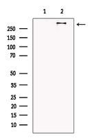 COL6A3 Antibody in Western Blot (WB)