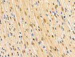 COPS2 Antibody in Immunohistochemistry (Paraffin) (IHC (P))