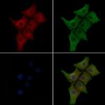 COX4 Polyclonal Antibody