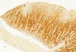 COX4 Antibody in Immunohistochemistry (Paraffin) (IHC (P))