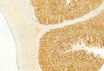 COX4 Antibody in Immunohistochemistry (Paraffin) (IHC (P))
