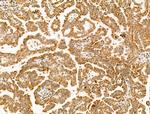 COX4 Antibody in Immunohistochemistry (Paraffin) (IHC (P))