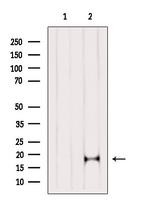 COX4 Antibody in Western Blot (WB)