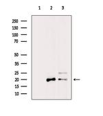 COX4 Antibody in Western Blot (WB)