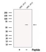 CPNE1 Polyclonal Antibody