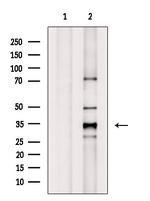 CREM Polyclonal Antibody