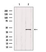 Crk Polyclonal Antibody
