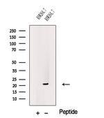 CSF2 Polyclonal Antibody