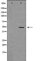 CD116 Polyclonal Antibody