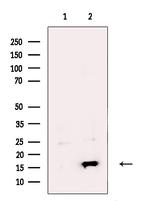Cystatin 2 Antibody in Western Blot (WB)