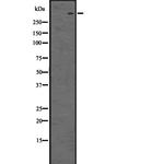 CUBN Antibody in Western Blot (WB)