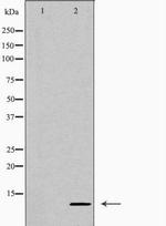 CXCL10 Polyclonal Antibody