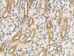 Cytochrome B5 Antibody in Immunohistochemistry (Paraffin) (IHC (P))