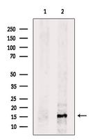 Cytochrome B5 Antibody in Western Blot (WB)
