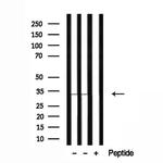 CYB5R2 Antibody in Western Blot (WB)