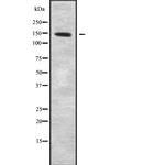 CYFIP1 Polyclonal Antibody