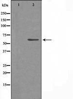 CYP4X1 Polyclonal Antibody