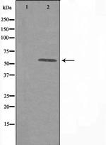 DAK Polyclonal Antibody