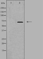 DAXX Polyclonal Antibody