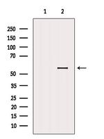 HIP55 Polyclonal Antibody