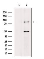 DCLK1 Polyclonal Antibody