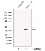 DDAH2 Polyclonal Antibody