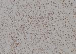 DDB1 Antibody in Immunohistochemistry (Paraffin) (IHC (P))