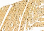 DDB1 Antibody in Immunohistochemistry (Paraffin) (IHC (P))