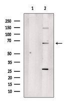 DDX55 Antibody in Western Blot (WB)